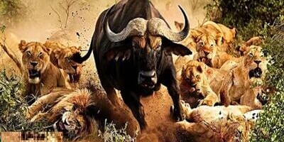 Wildlife Documentary / This Story: When an Old Buffalo Defeated 10 Lions in a Battle of Life and Death(Video)