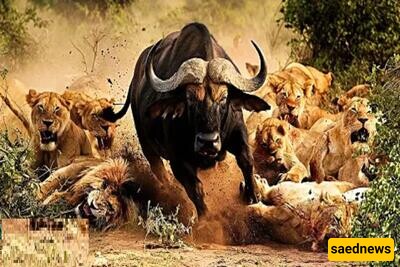 Wildlife Documentary / This Story: When an Old Buffalo Defeated 10 Lions in a Battle of Life and Death(Video)