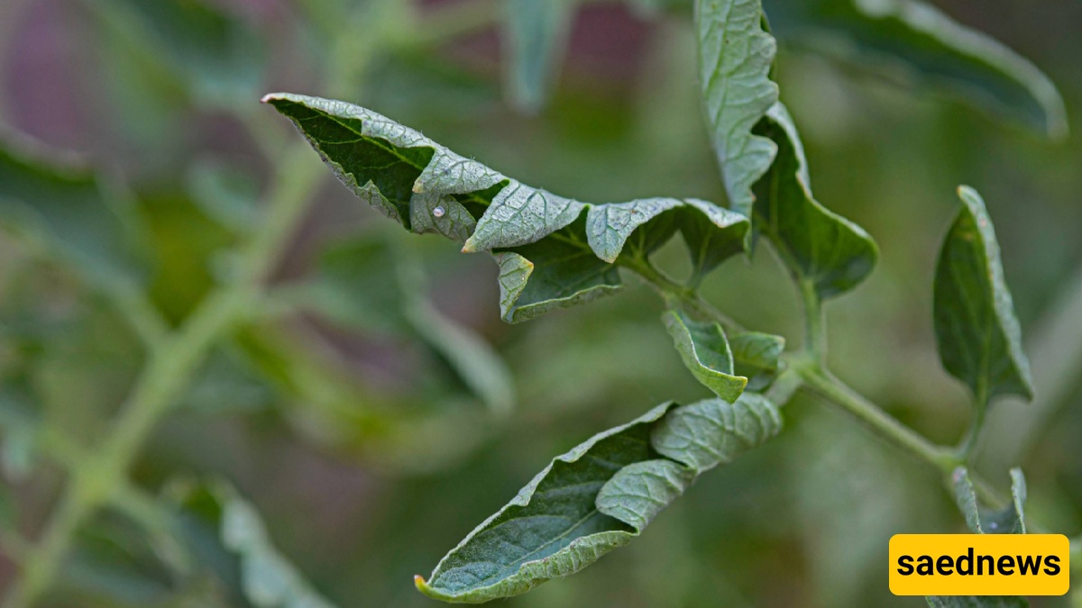 plant