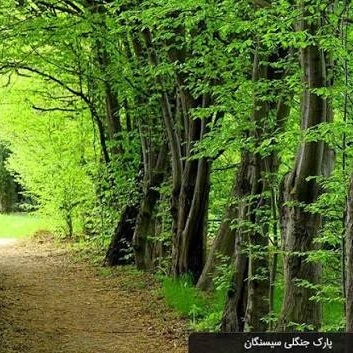 Introducing Sisangan, Lavij, and Behdasht: Scenic Tourist Destinations in Mazandaran