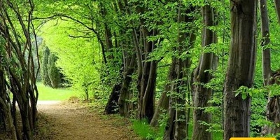 Introducing Sisangan, Lavij, and Behdasht: Scenic Tourist Destinations in Mazandaran