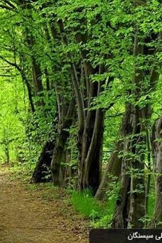 Introducing Sisangan, Lavij, and Behdasht: Scenic Tourist Destinations in Mazandaran
