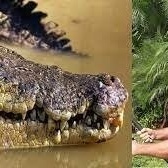Australian Fisherman’s Body Found Inside Crocodile’s Stomach