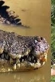 Australian Fisherman’s Body Found Inside Crocodile’s Stomach