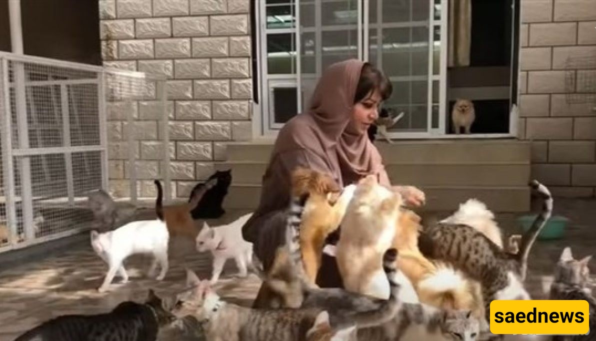 Cats And Dogs