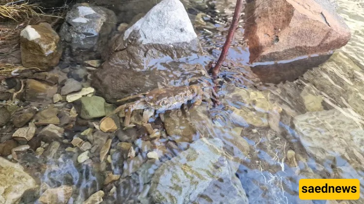 Chal Mahi