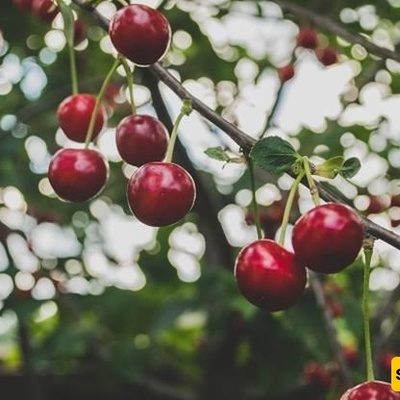 Why Cherry Trees Do Not Produce Fruit and Ways to Increase Fruit Yield