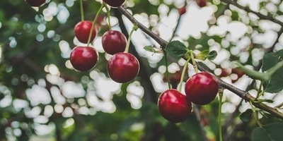 Why Cherry Trees Do Not Produce Fruit and Ways to Increase Fruit Yield