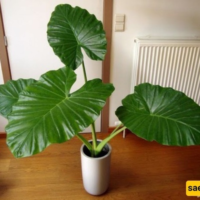 How to Care for and Grow Buddha’s Hand Flower