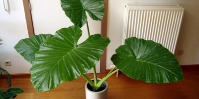 How to Care for and Grow Buddha’s Hand Flower