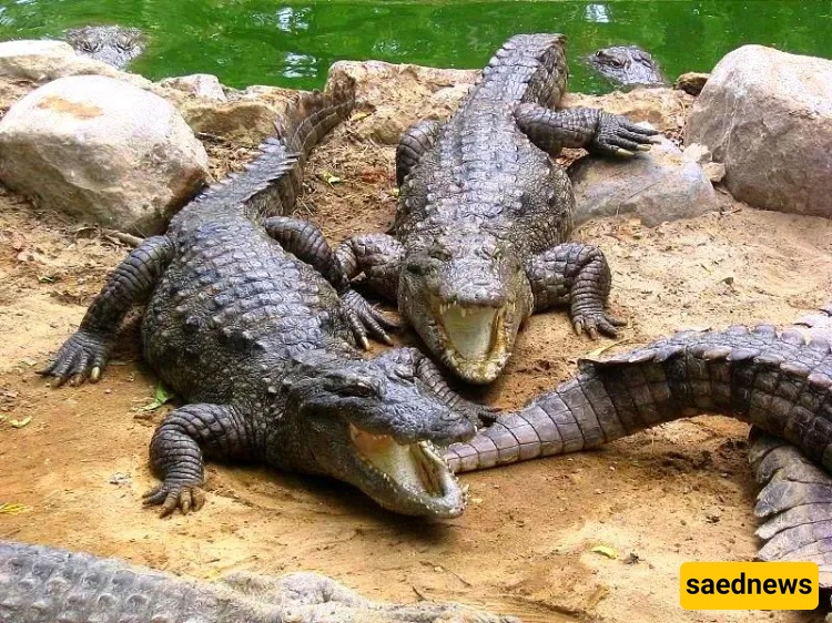 crocodile