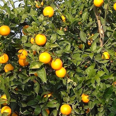 Orange Harvests in Golestan’s Lush Orchards