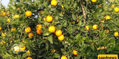 Orange Harvests in Golestan’s Lush Orchards
