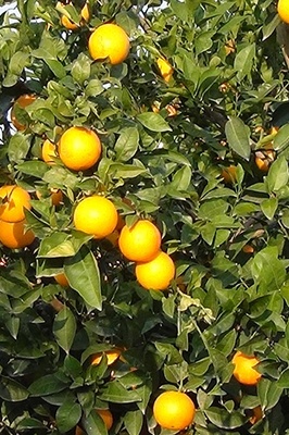 Orange Harvests in Golestan’s Lush Orchards