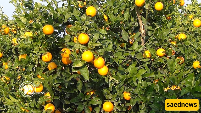 Orange Harvests in Golestan’s Lush Orchards