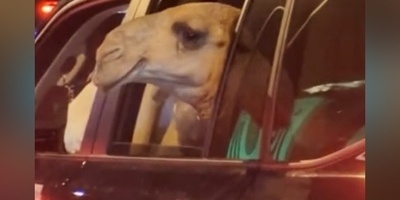 Check this out: the wild scene of a camel cruising alongside a Land Cruiser on the streets of Saudi Arabia — pure vibe, no flex! It’s just their lifestyle!