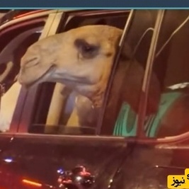 Check this out: the wild scene of a camel cruising alongside a Land Cruiser on the streets of Saudi Arabia — pure vibe, no flex! It’s just their lifestyle!