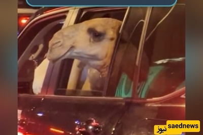 Check this out: the wild scene of a camel cruising alongside a Land Cruiser on the streets of Saudi Arabia — pure vibe, no flex! It’s just their lifestyle!