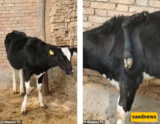 Cow 