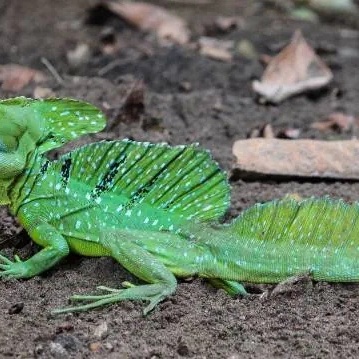 Animals That Can Walk and Run on Water