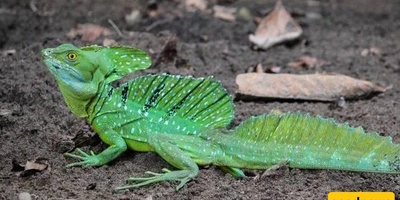 Animals That Can Walk and Run on Water