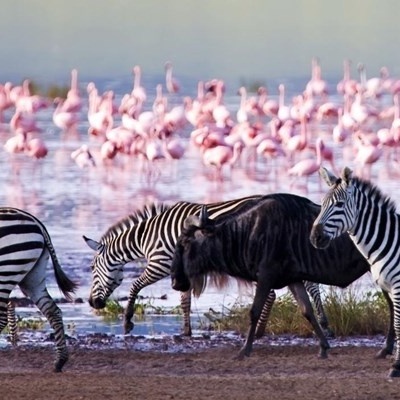Lake Nakuru / Stunning Natural Attractions and Wildlife!