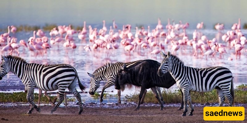 Lake Nakuru / Stunning Natural Attractions and Wildlife!