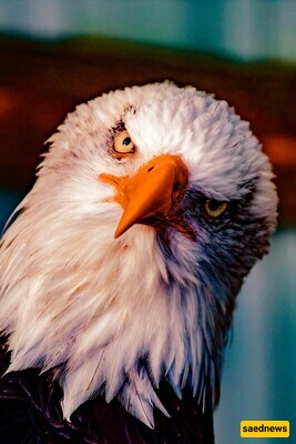 Wildlife Documentary / If you’ve Never Seen a Cute Eagle Chick, You Must Watch This Video / A Mother Is a Mother In Every Form!