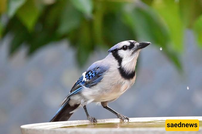 bird