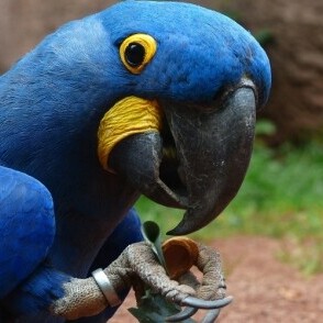 Necessary Actions When a Parrot's Beak Breaks: A Comprehensive and Practical Guide for Immediate Care