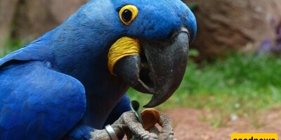 Necessary Actions When a Parrot's Beak Breaks: A Comprehensive and Practical Guide for Immediate Care