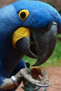 Necessary Actions When a Parrot's Beak Breaks: A Comprehensive and Practical Guide for Immediate Care