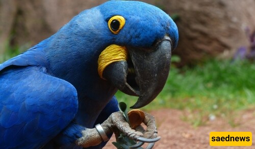 Necessary Actions When a Parrot's Beak Breaks: A Comprehensive and Practical Guide for Immediate Care