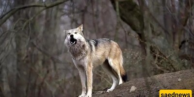 Wolf Attack on a Residential Home in Urmia / The condition of 2 people is critical