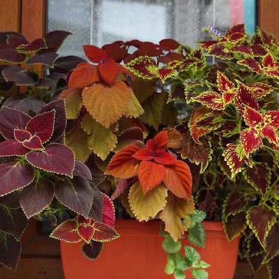 How To Prepare Houseplants For Hot Days