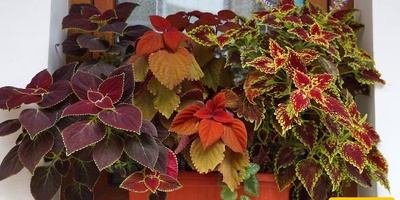 How To Prepare Houseplants For Hot Days