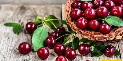 Sour Cherries: Calories, Nutritional Value, and Amazing Health Benefits
