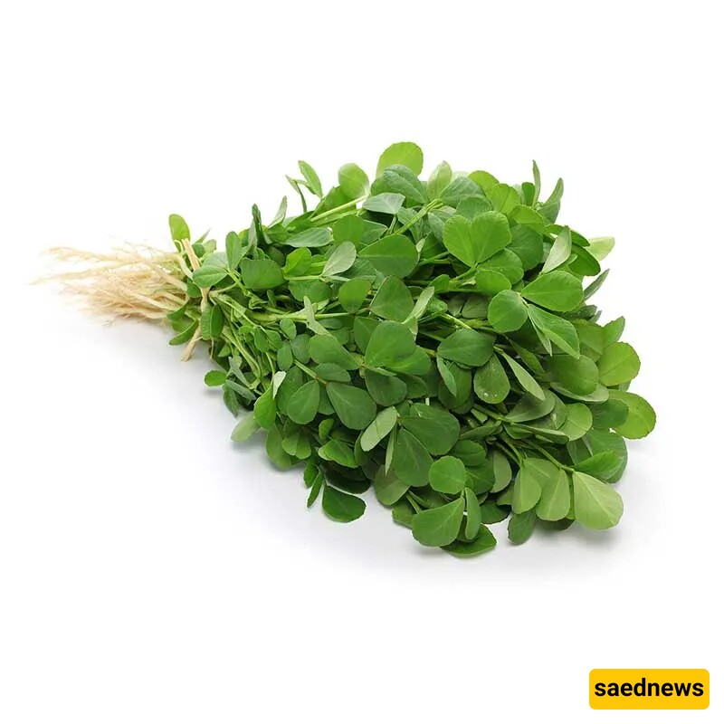 Fenugreek 