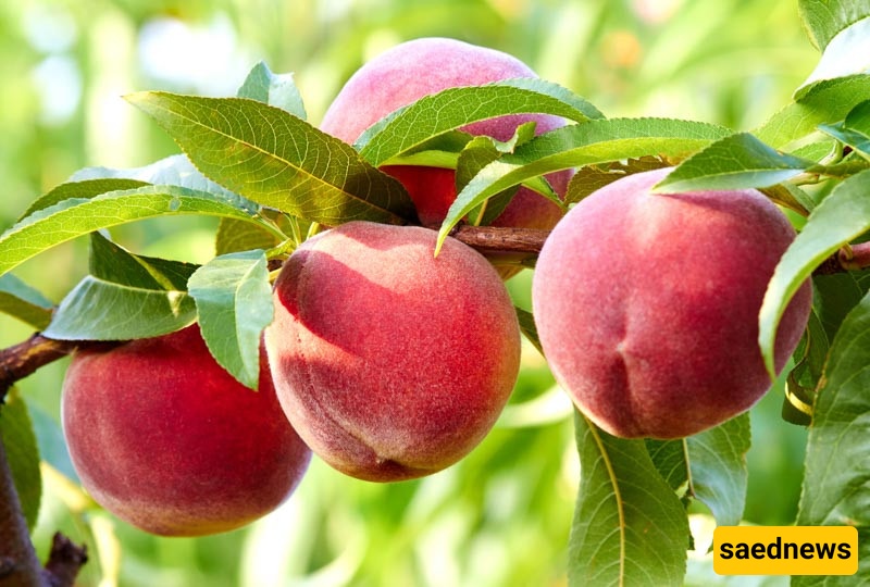 Peach 