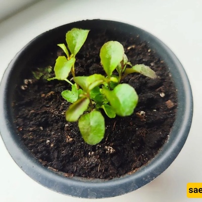 Why Do Some Plants Stop Growing Even When They Are Watered?