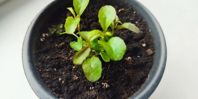 Why Do Some Plants Stop Growing Even When They Are Watered?