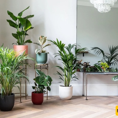 How To Protect Plants From Extreme Summer Heat