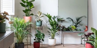 How To Protect Plants From Extreme Summer Heat