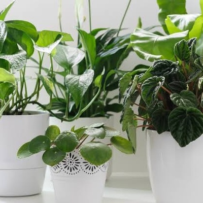 How Do Houseplants Affect Indoor Humidity?