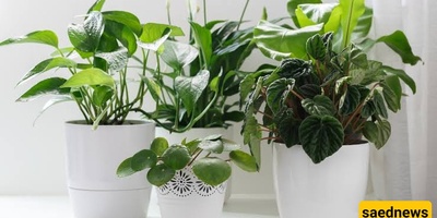 How Do Houseplants Affect Indoor Humidity?