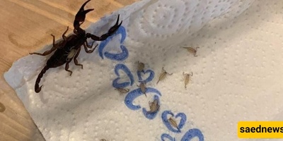18 Scorpions Found Inside a Woman’s Suitcase