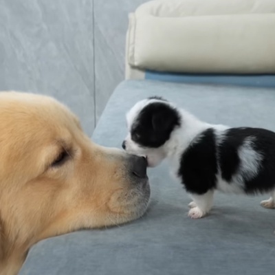 Funny Moments of an Adorable Puppy Attacking a Giant Dog