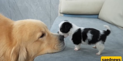 Funny Moments of an Adorable Puppy Attacking a Giant Dog