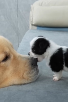 Funny Moments of an Adorable Puppy Attacking a Giant Dog