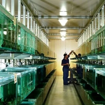 New Steel-Colored Creature Discovered in Aquarium